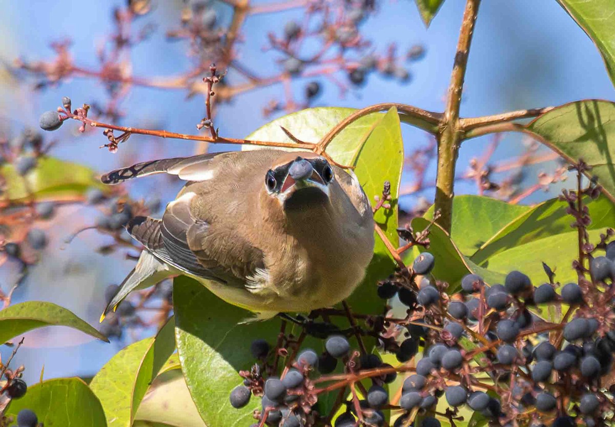 ציצנית אמריקנית - ML647042973