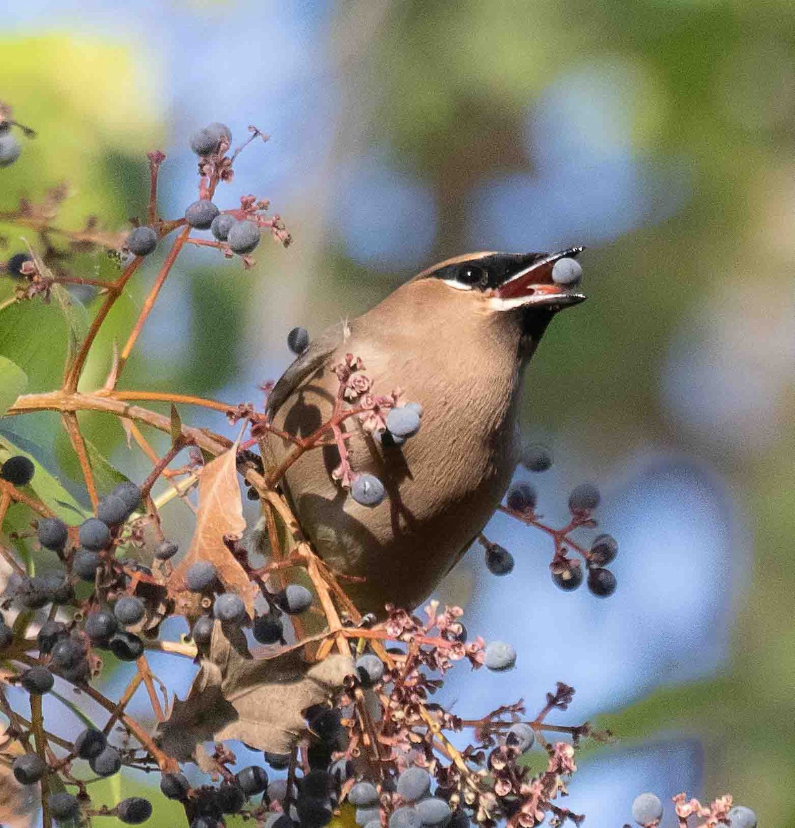 ציצנית אמריקנית - ML647042974