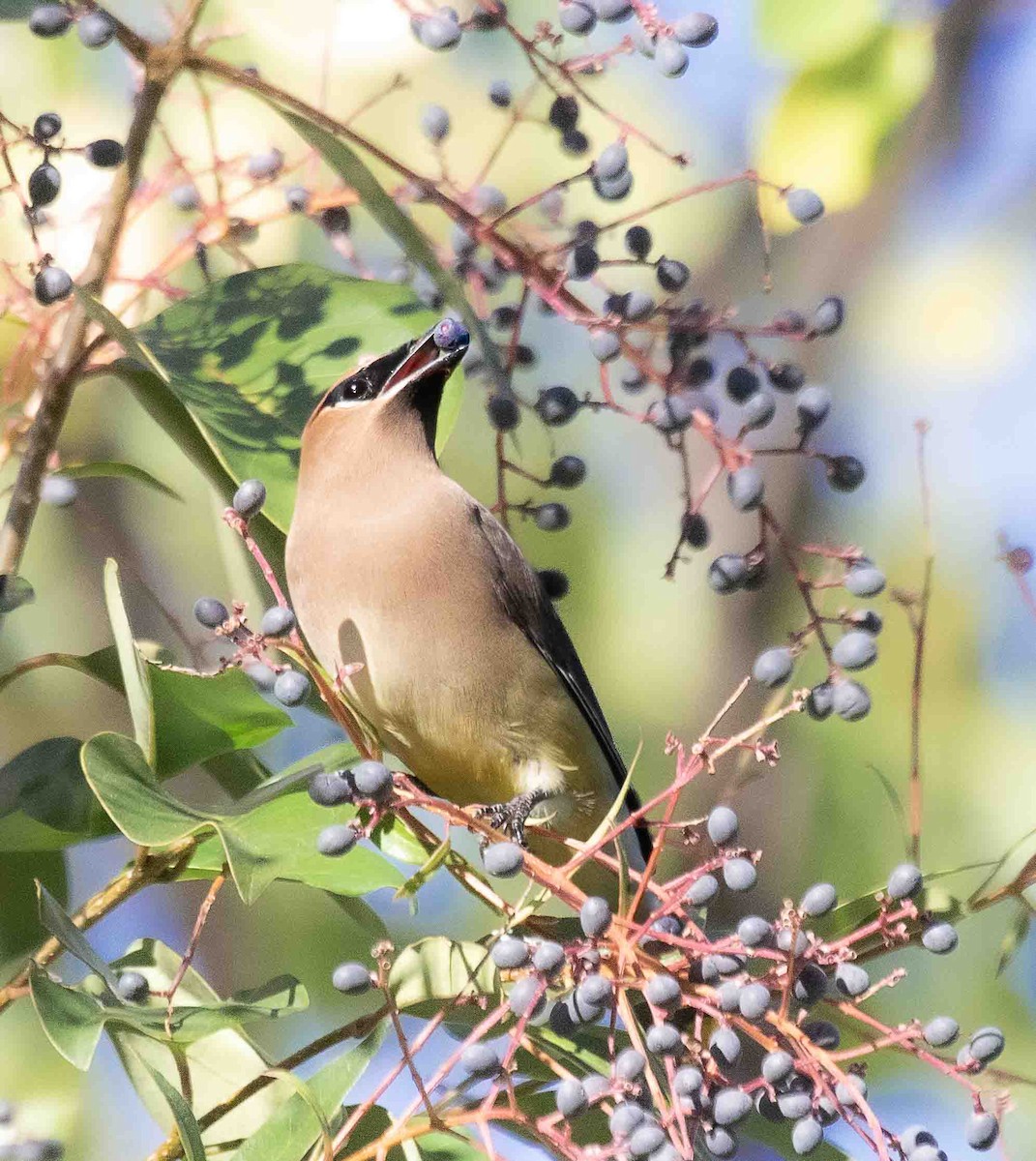ציצנית אמריקנית - ML647042975