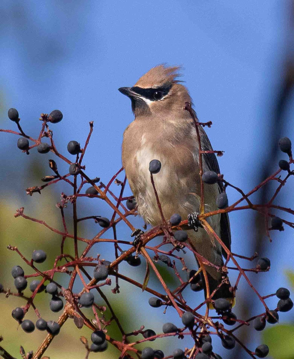 Cedar Waxwing - ML647042976