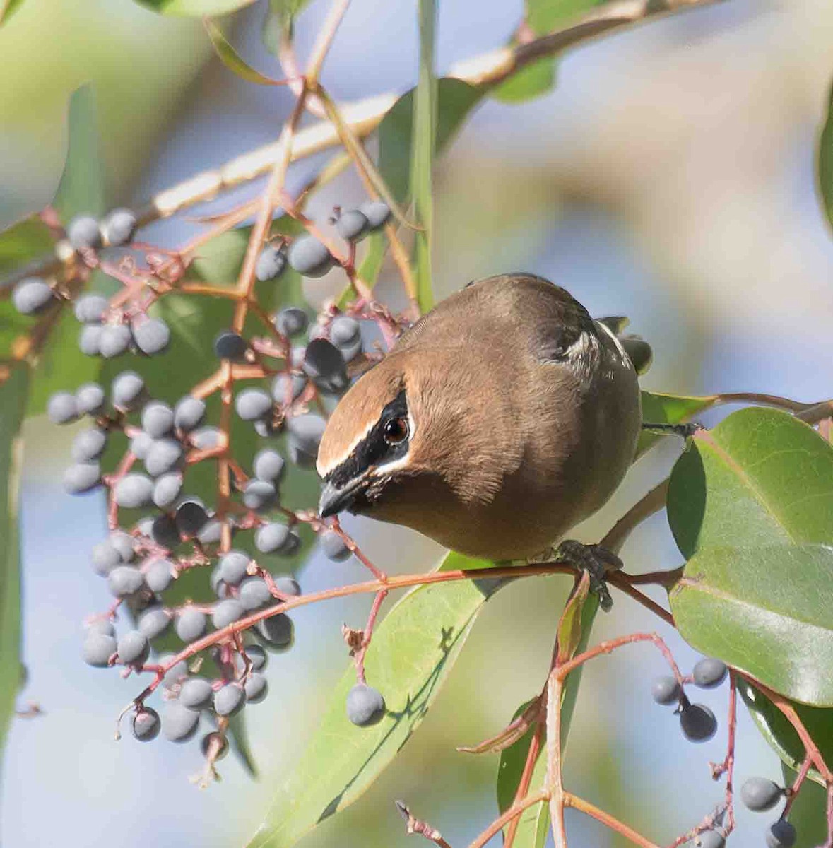 ציצנית אמריקנית - ML647042977