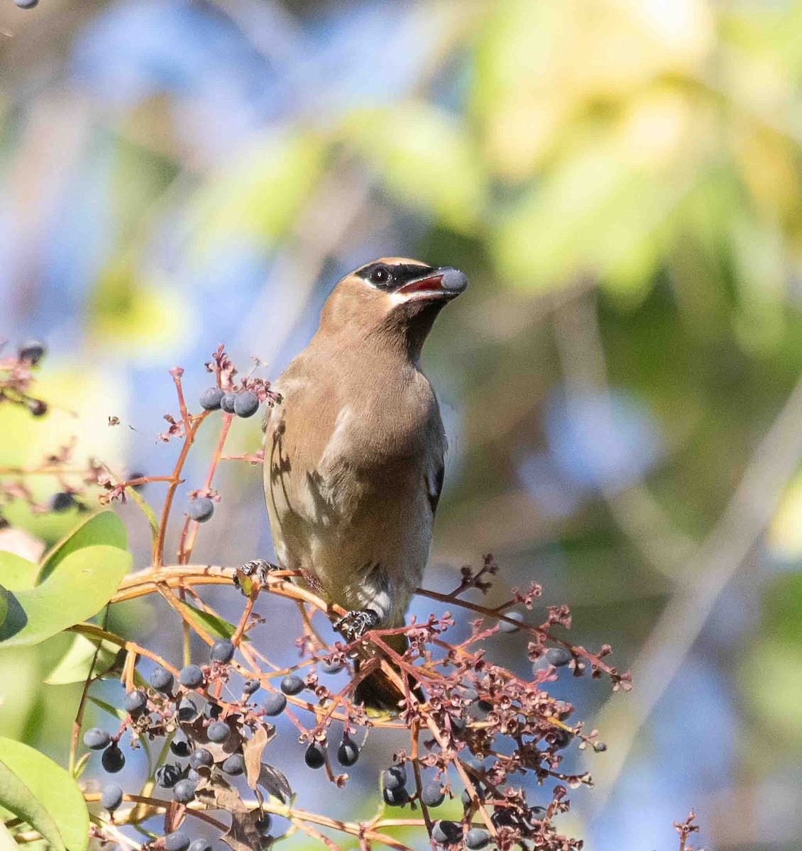 Cedar Waxwing - ML647042978