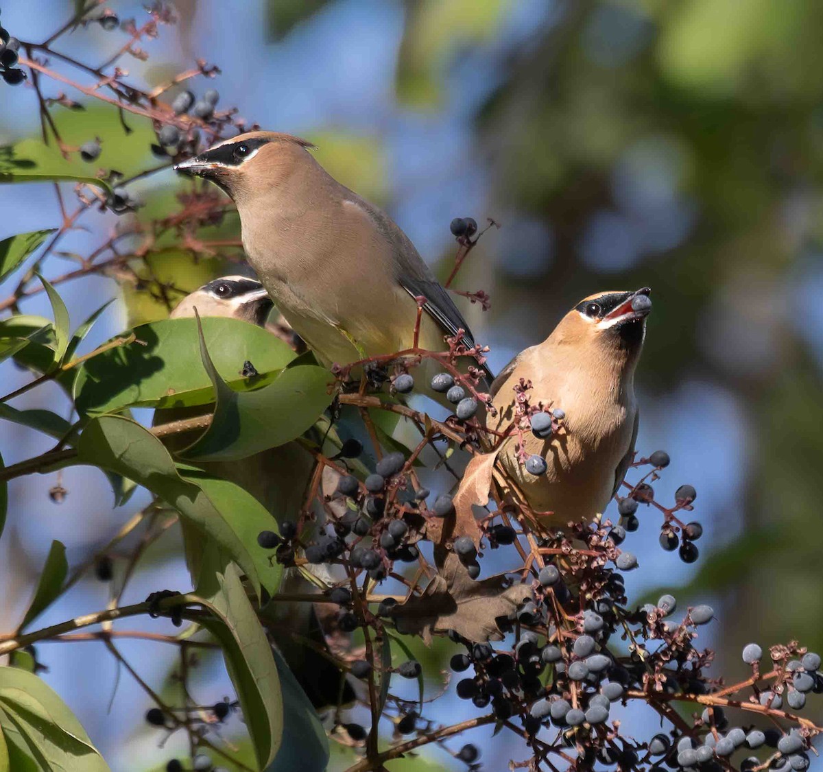 ציצנית אמריקנית - ML647042979