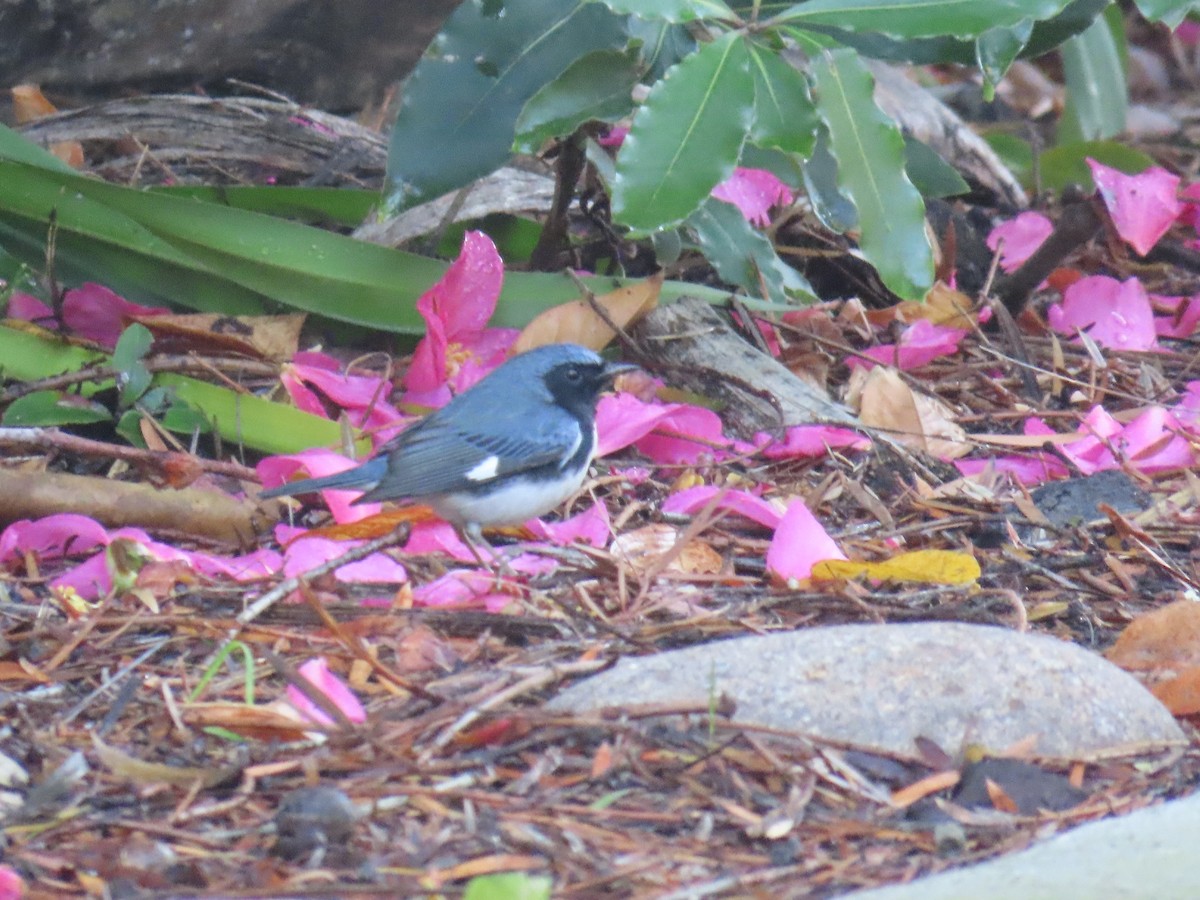סבכון שחור-גרון - ML647042980