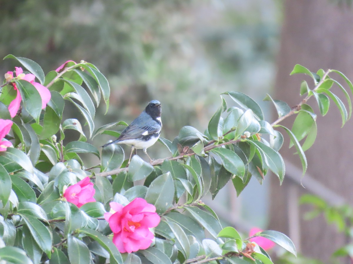 סבכון שחור-גרון - ML647042981