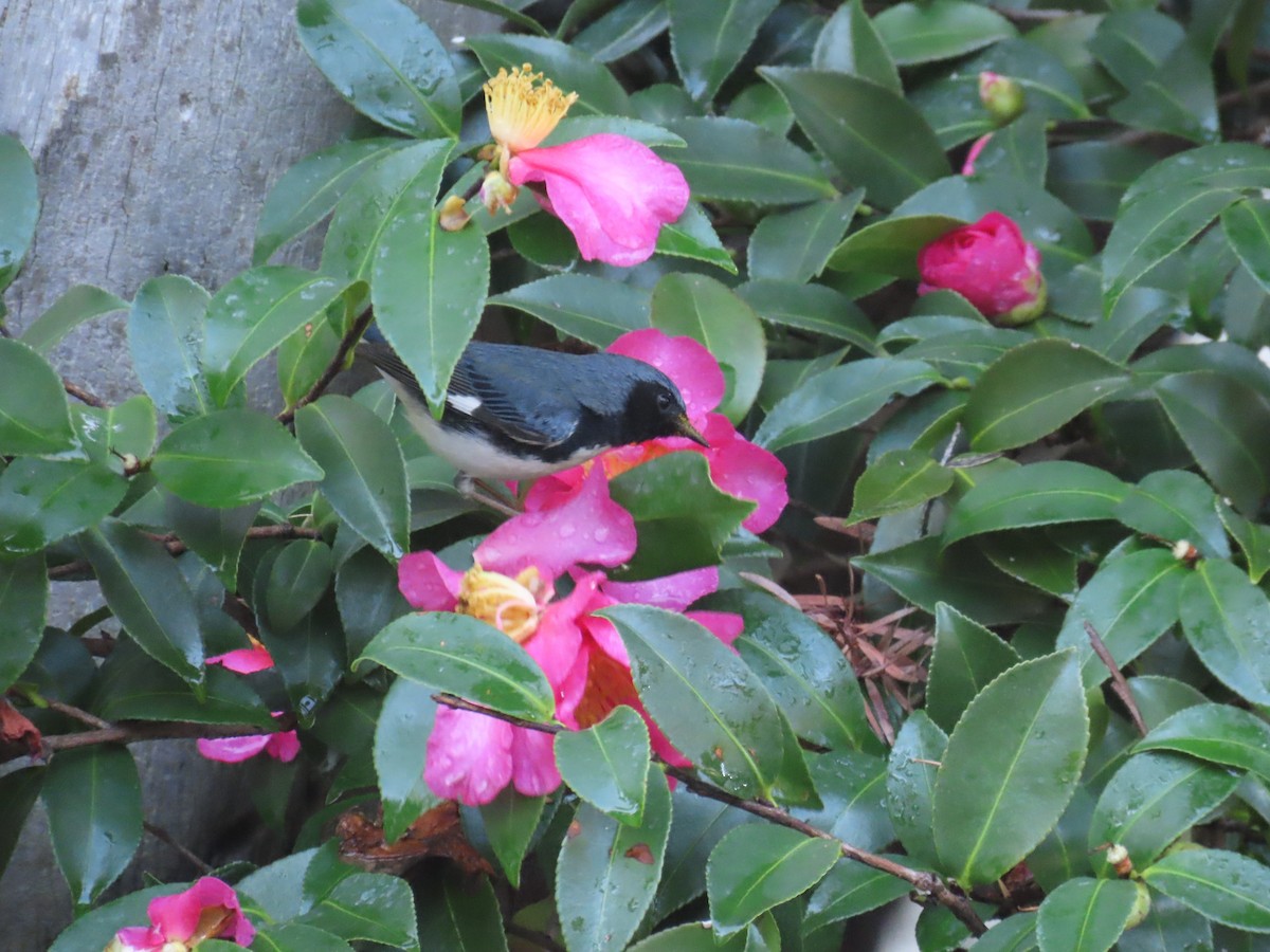 סבכון שחור-גרון - ML647042982