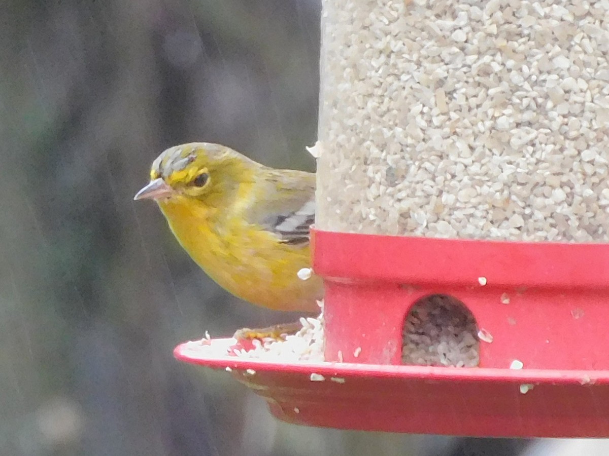 סבכון אורנים - ML647042983