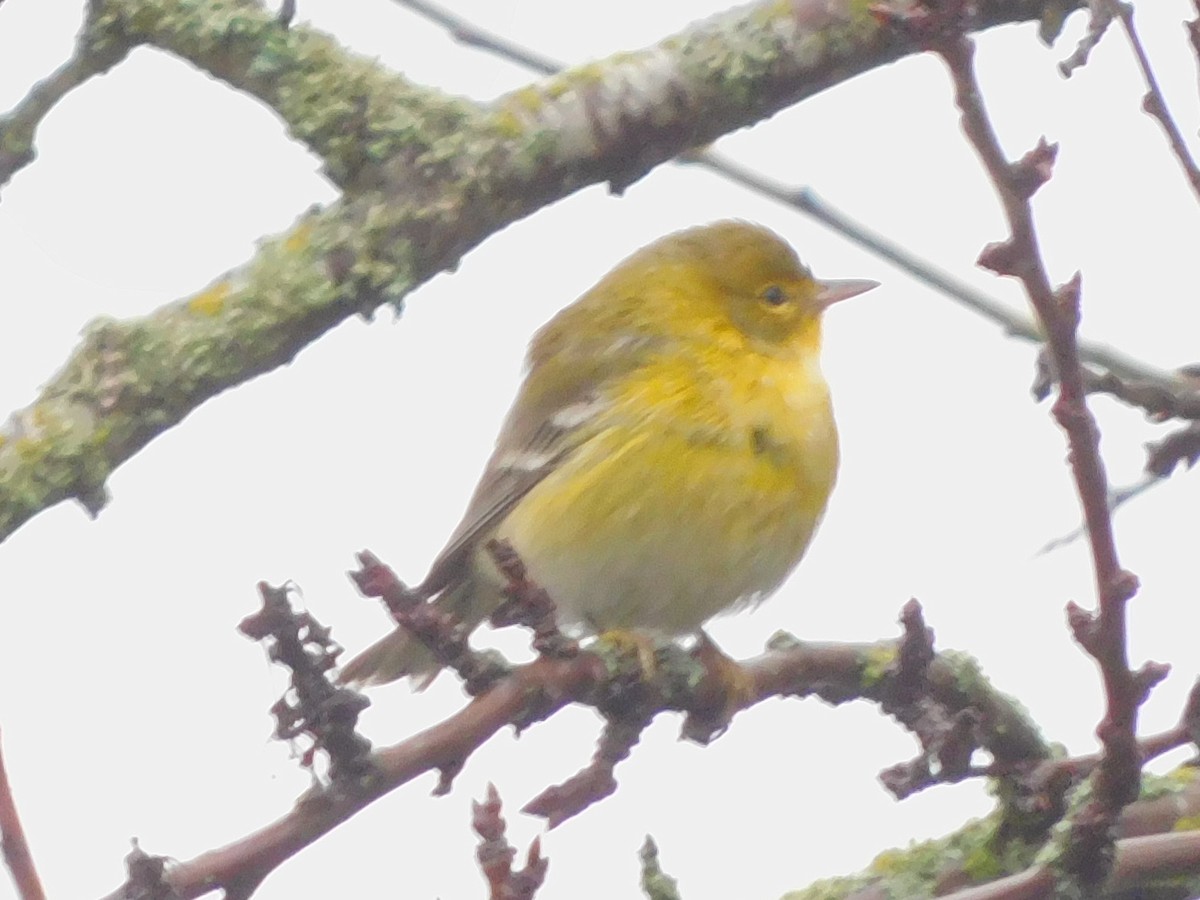 סבכון אורנים - ML647042984