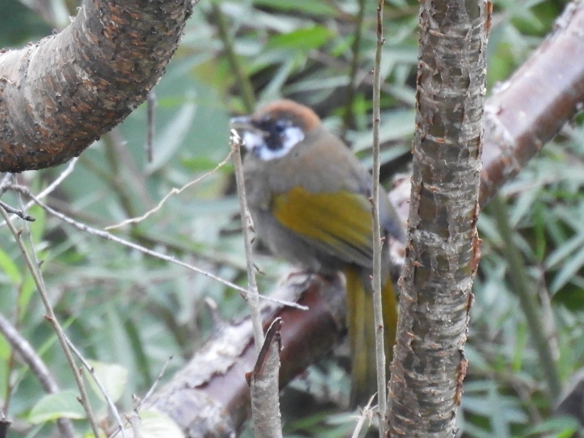 Black-faced Laughingthrush - ML647042986
