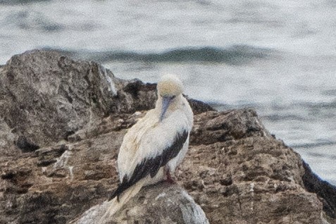 Красноногая олуша - ML647042987