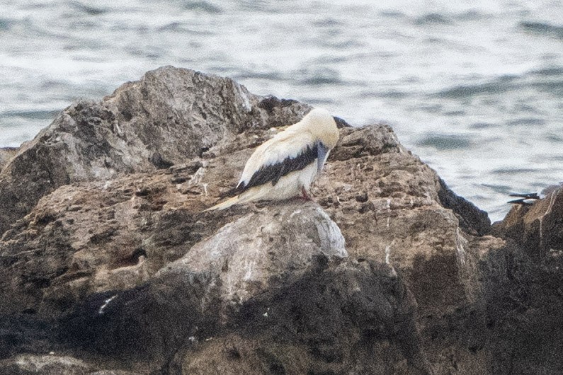 Красноногая олуша - ML647042988