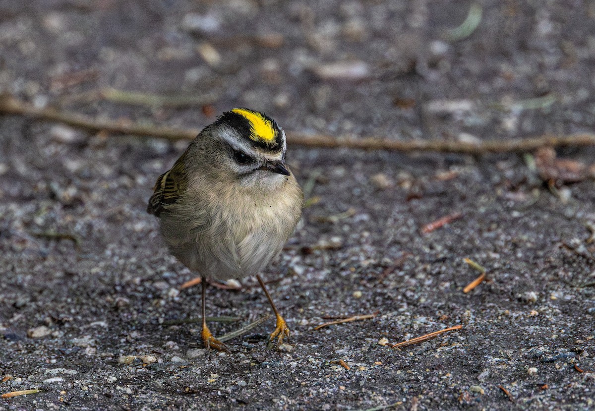 Golden-crowned Kinglet - ML647042990
