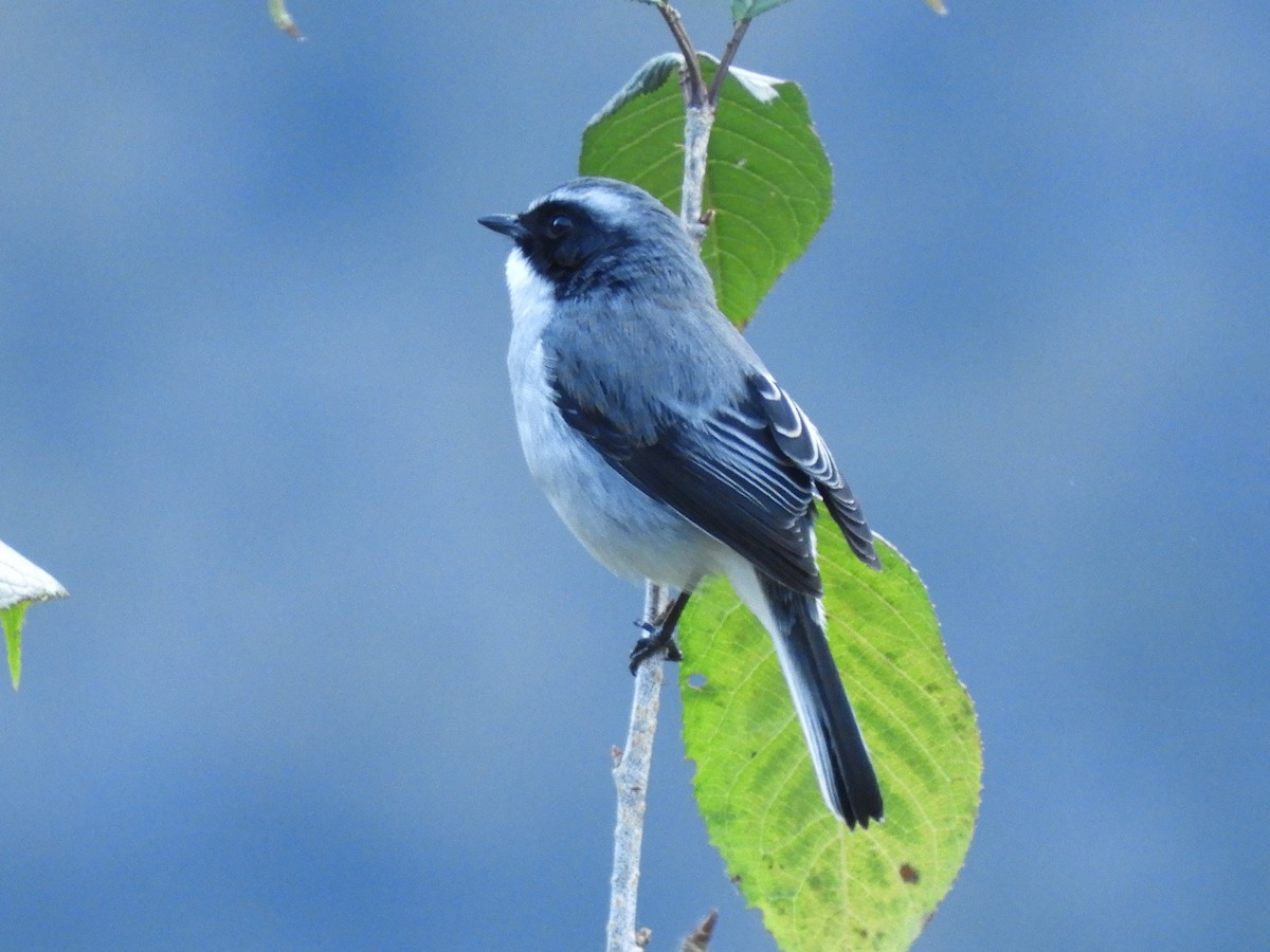 Gray Bushchat - ML647042991