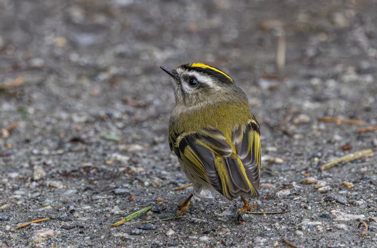 Golden-crowned Kinglet - ML647042992