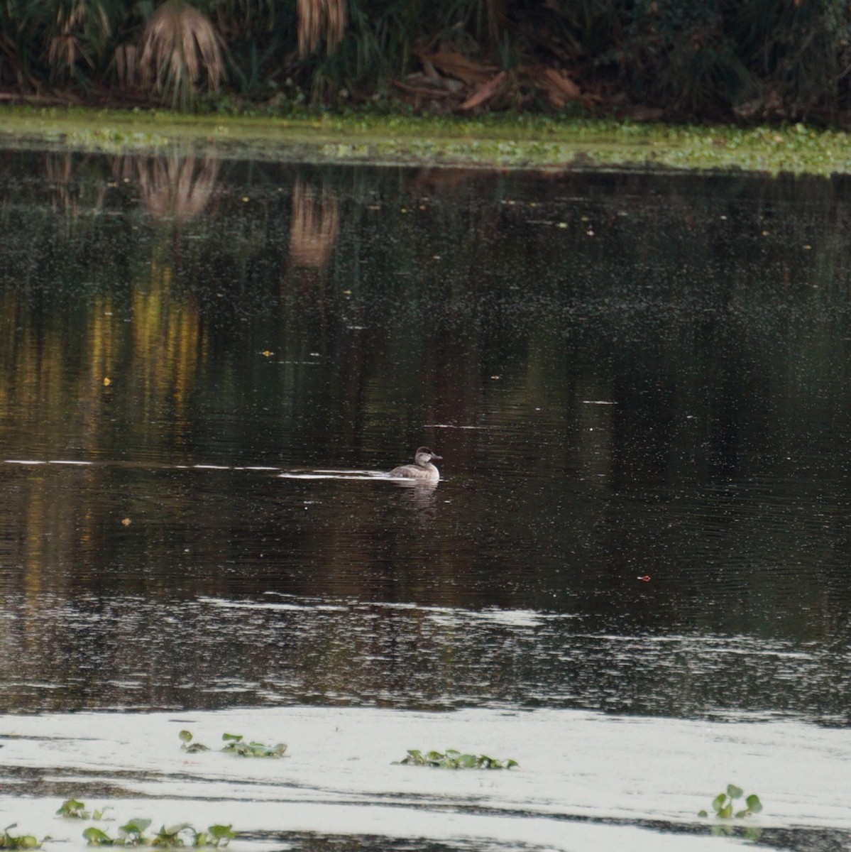 צחראש אדמוני - ML647042995