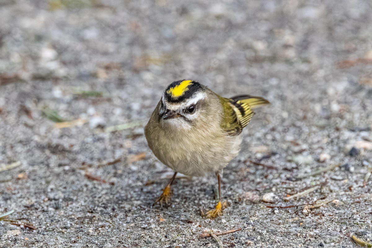 Golden-crowned Kinglet - ML647042996