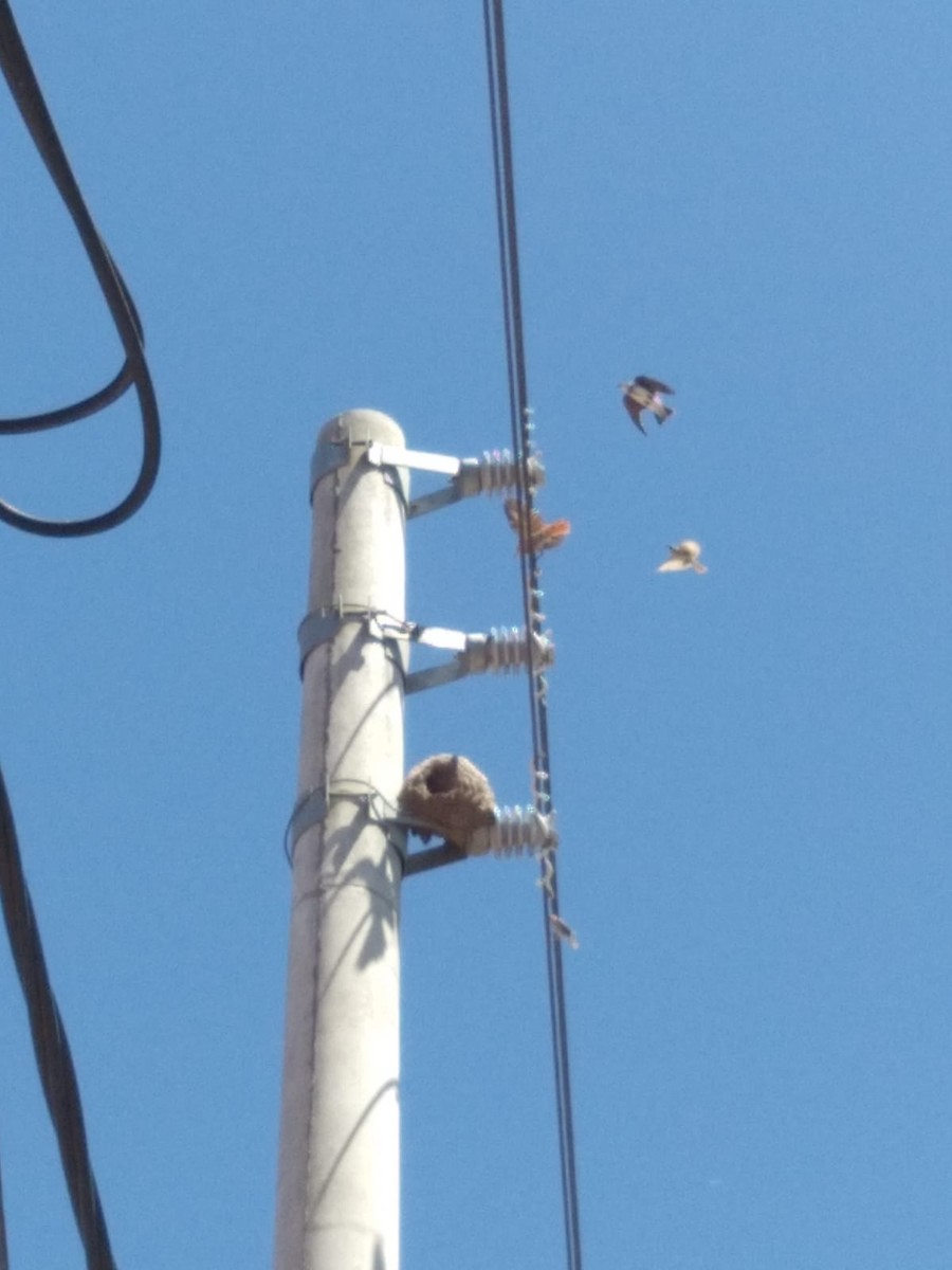 Rufous Hornero - ML647042997