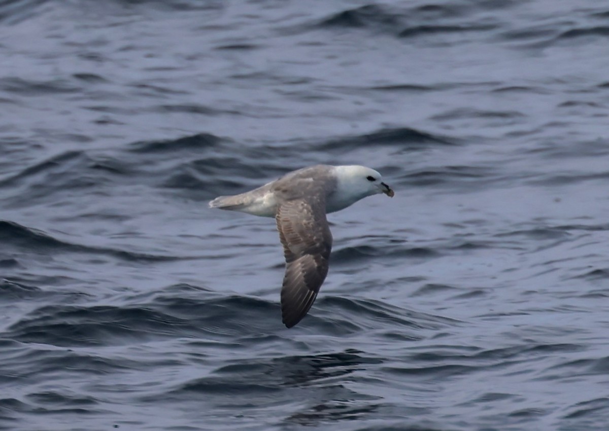 סערון שחפי - ML647042998
