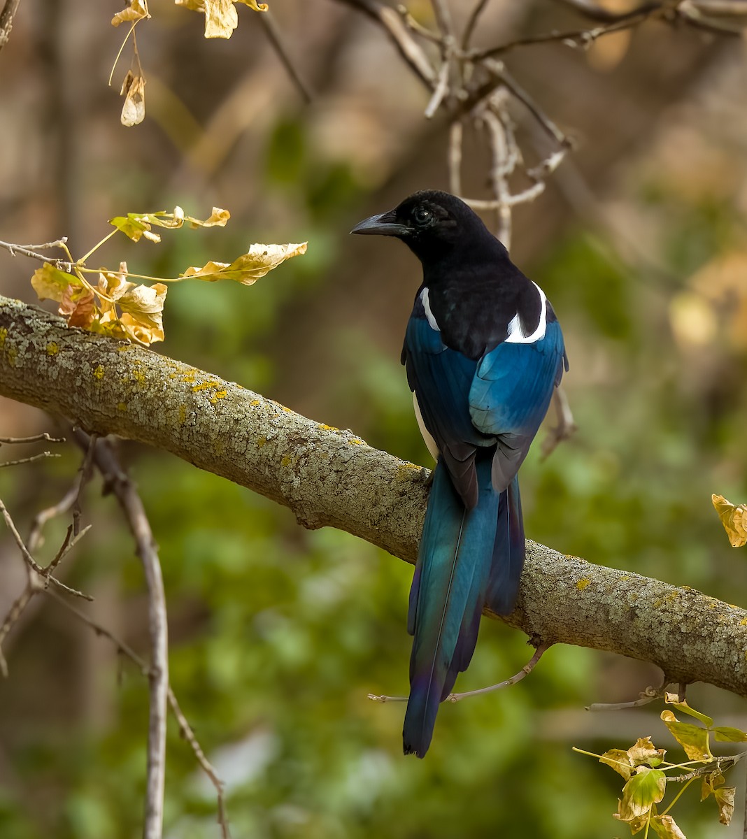 Black-billed Magpie - ML647042999