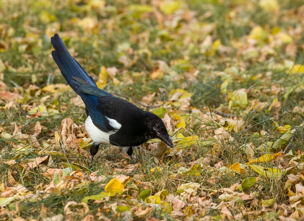 straka americká - ML647043000