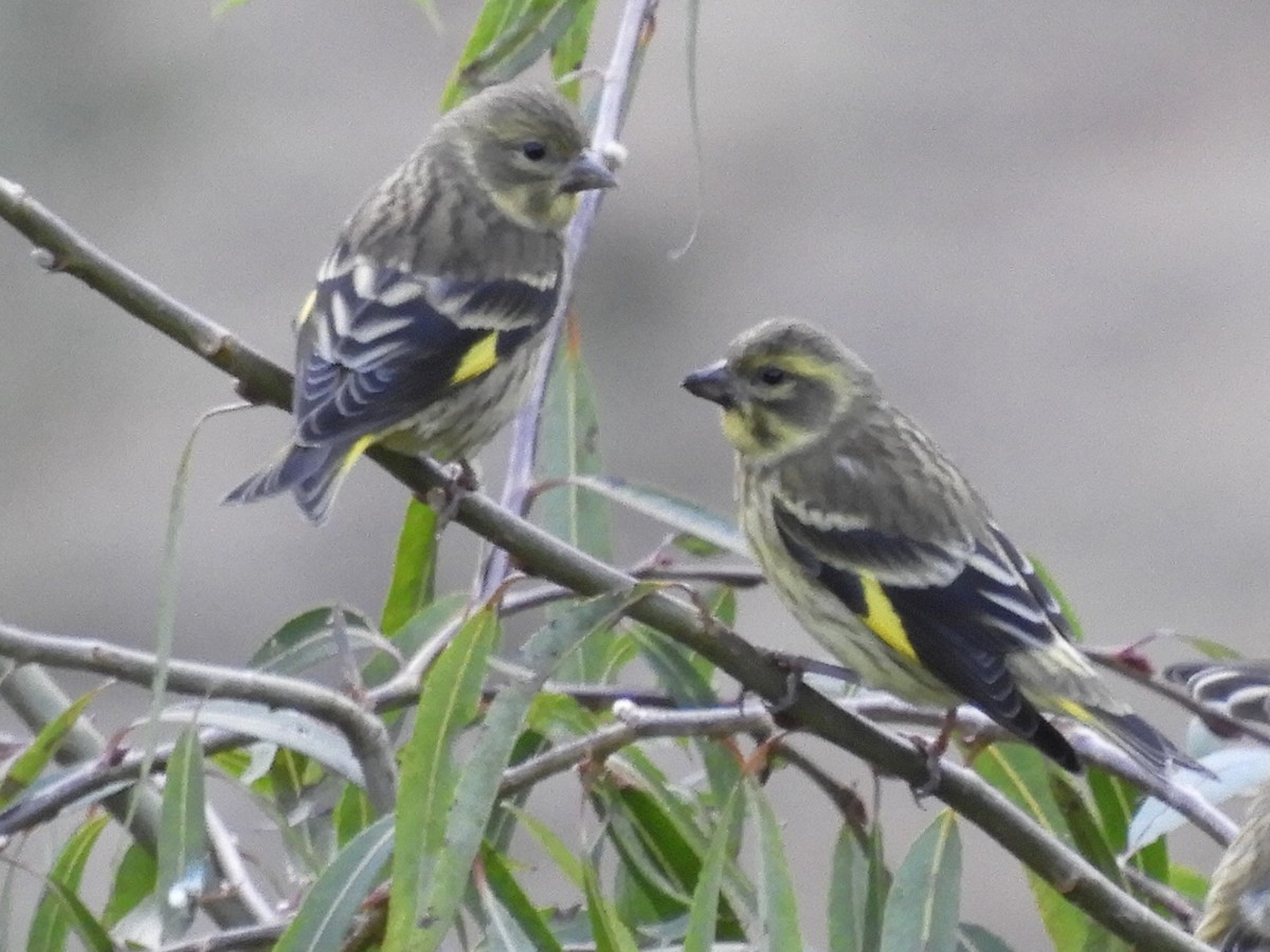 Yellow-breasted Greenfinch - ML647043002
