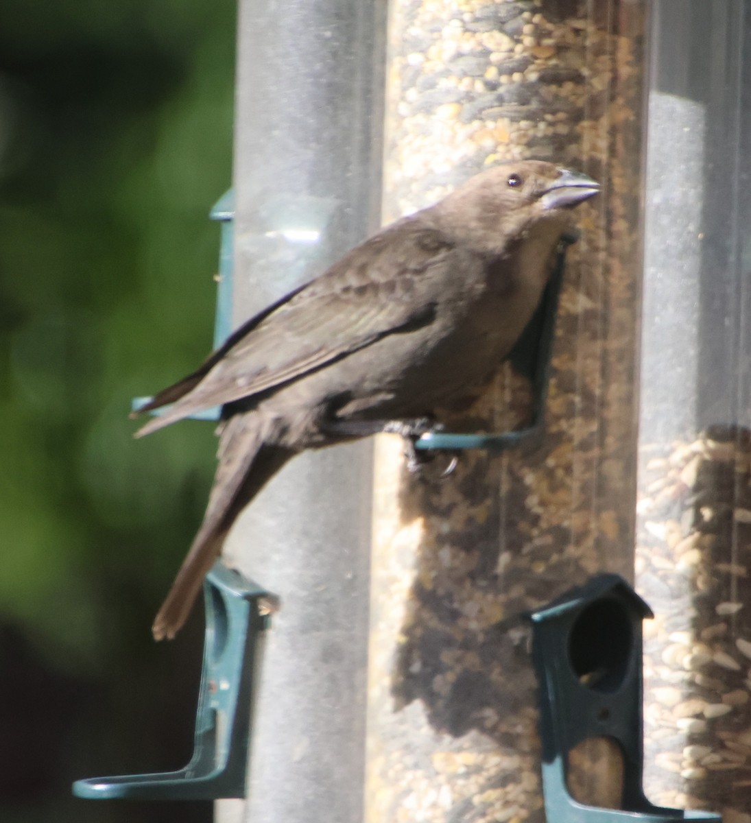 שחרורית חומת-ראש - ML647043004