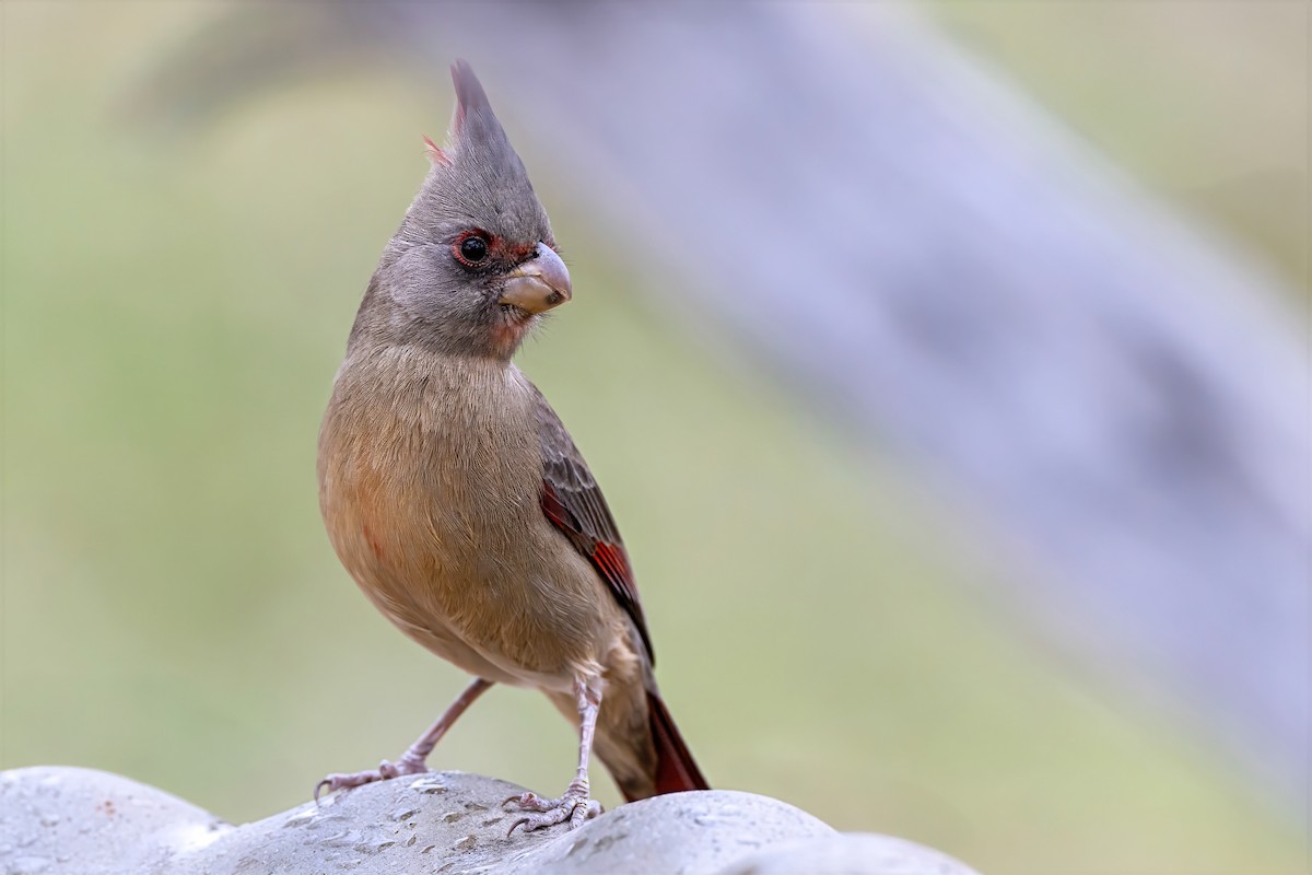 Pyrrhuloxia - ML647043009