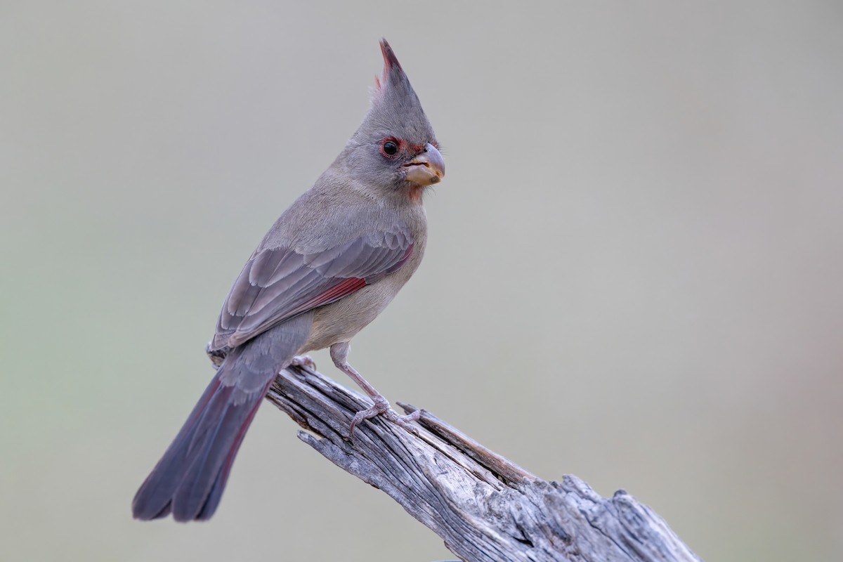 Pyrrhuloxia - ML647043010