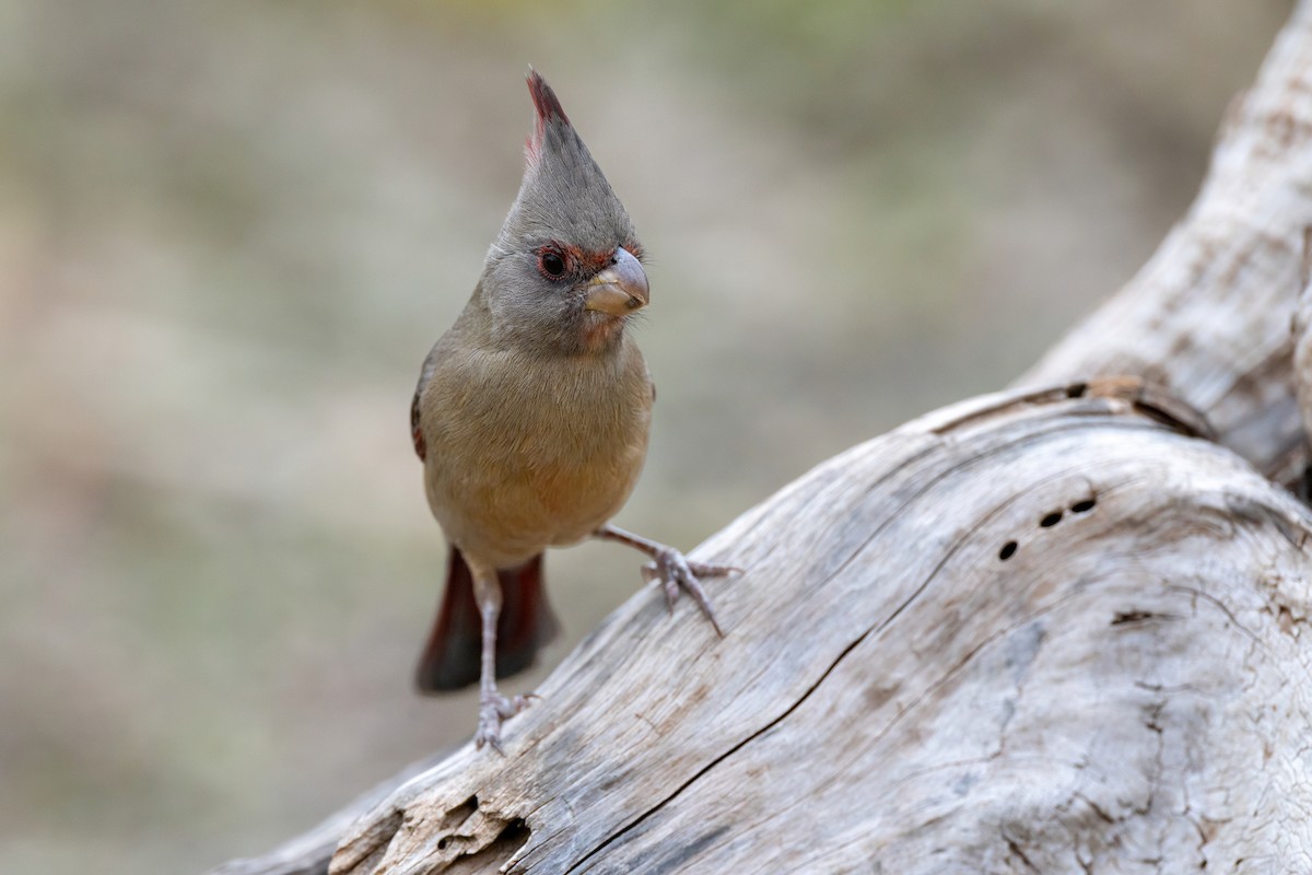Pyrrhuloxia - ML647043011