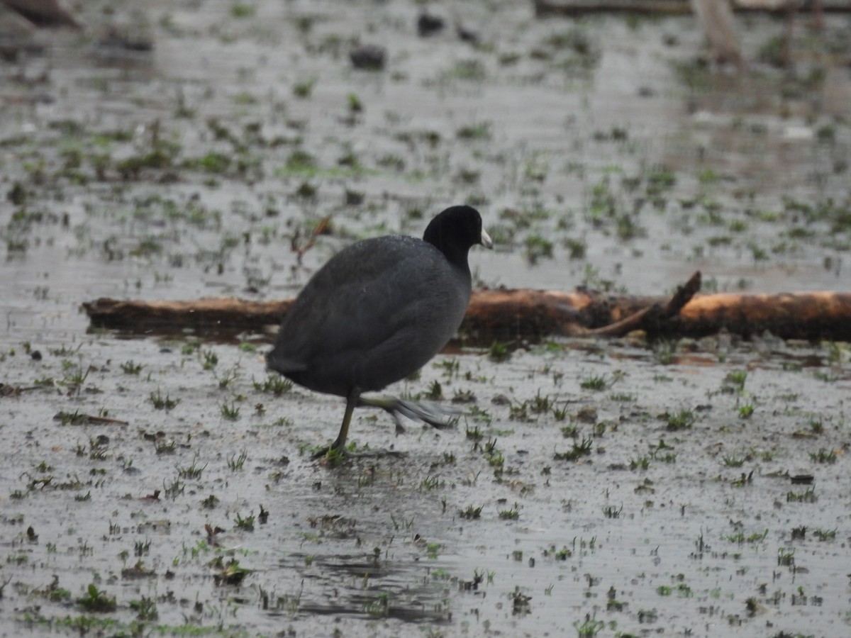 אגמית אמריקנית - ML647043013