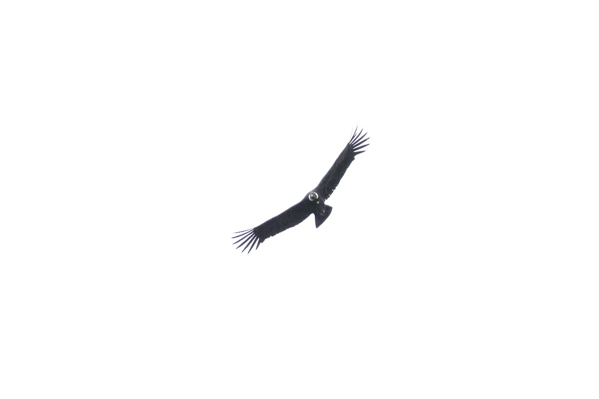 Andean Condor - ML647043014