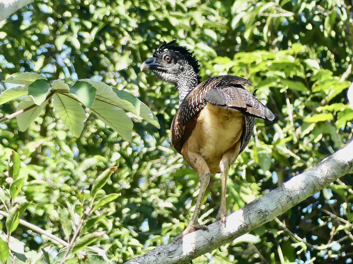Great Curassow - ML647043015