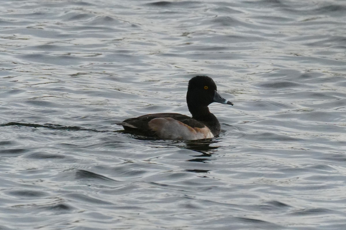 Moretta dal collare - ML647043019