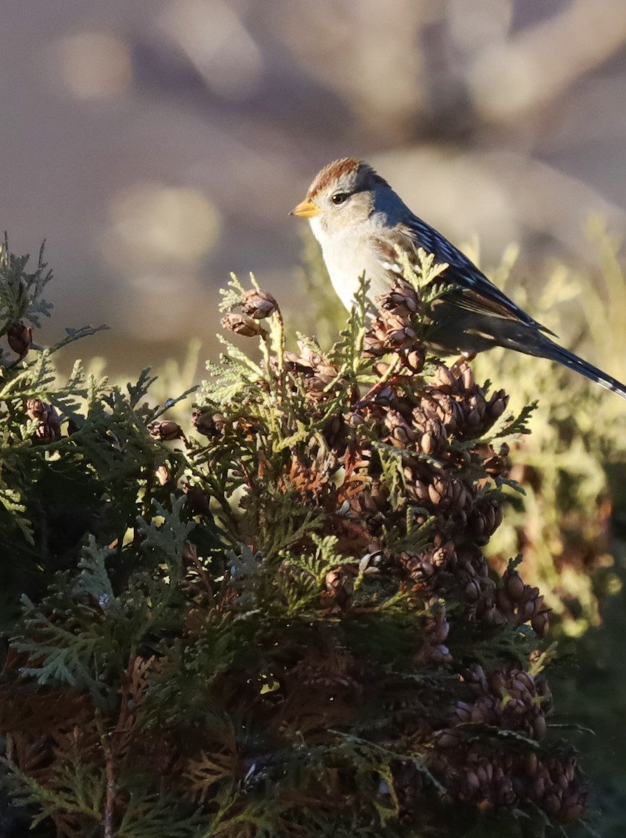 White-crowned Sparrow - ML647043021