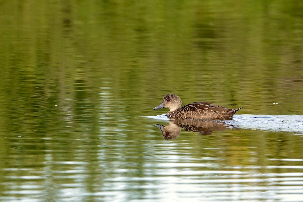 čírka bělohrdlá - ML647043022