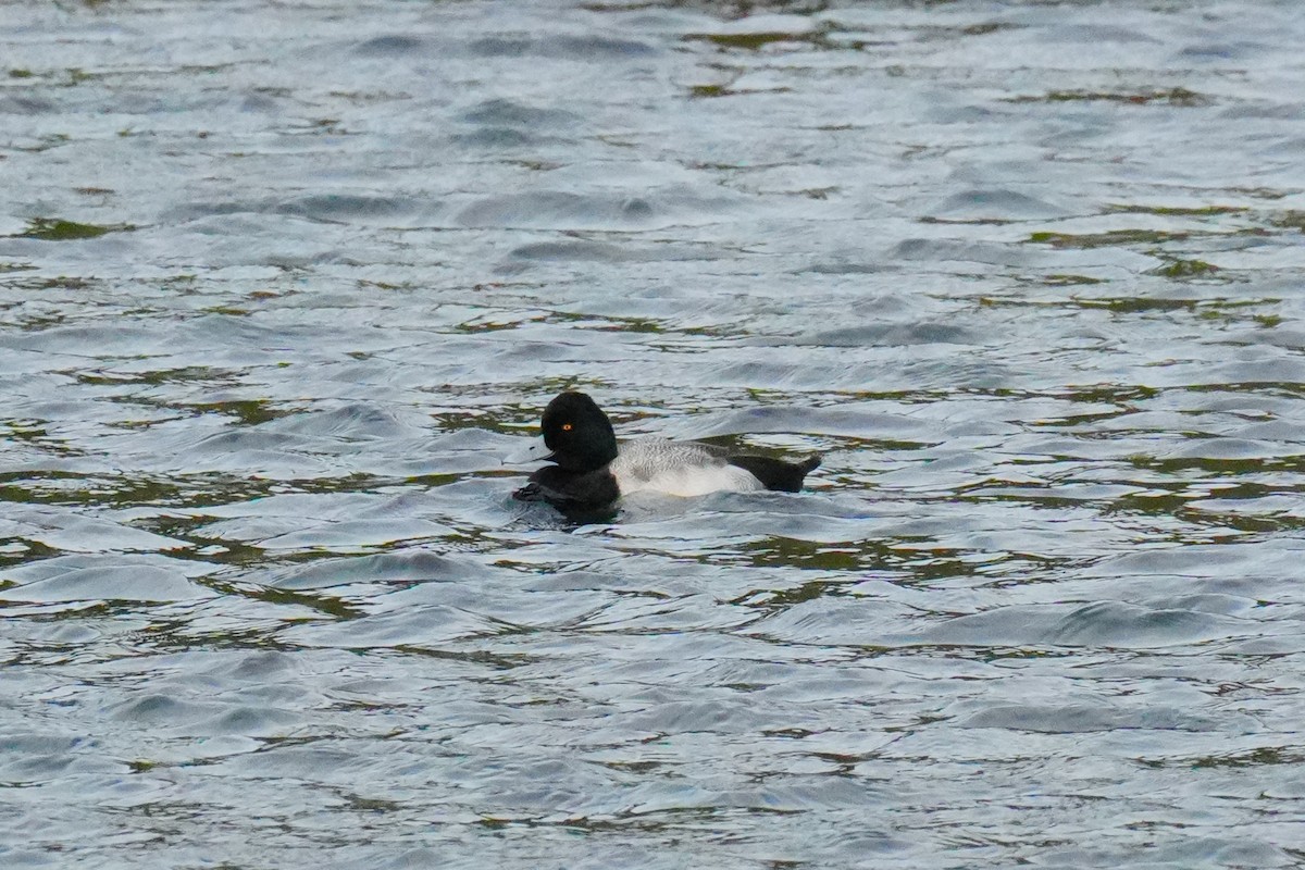 Lesser Scaup - ML647043033