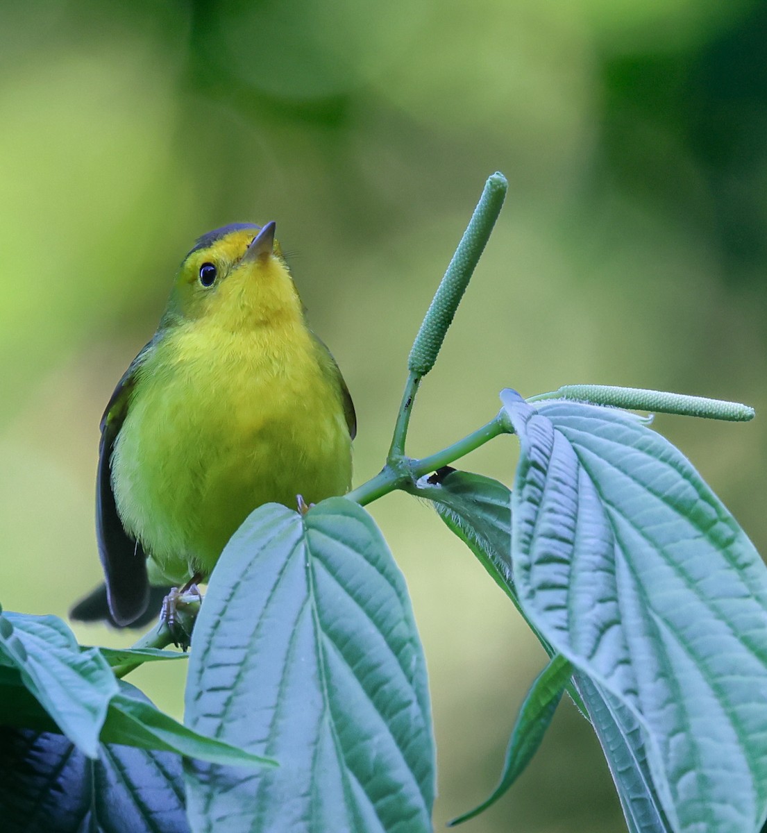 Wilson's Warbler - ML647043047
