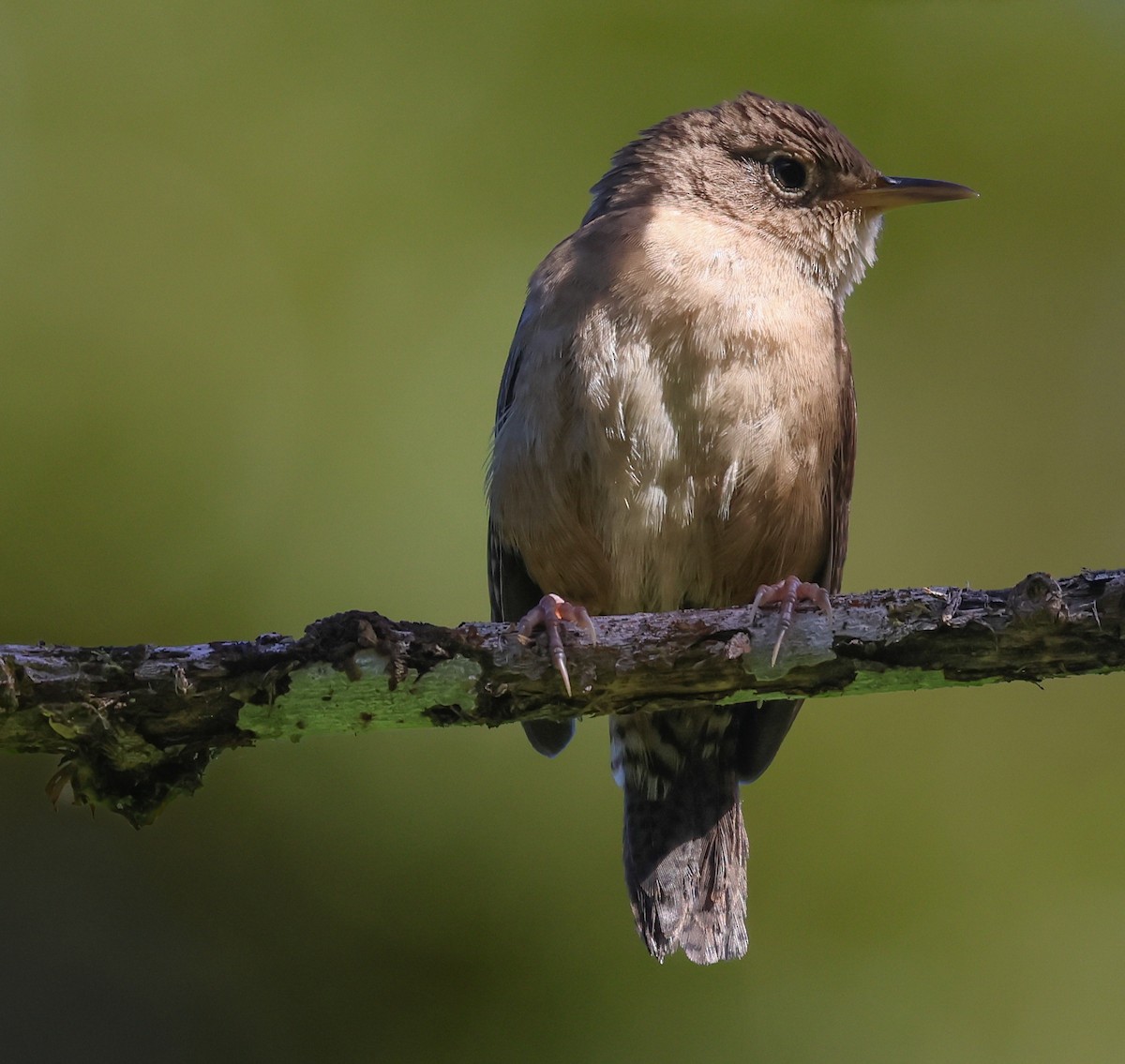 Southern House Wren - ML647043071