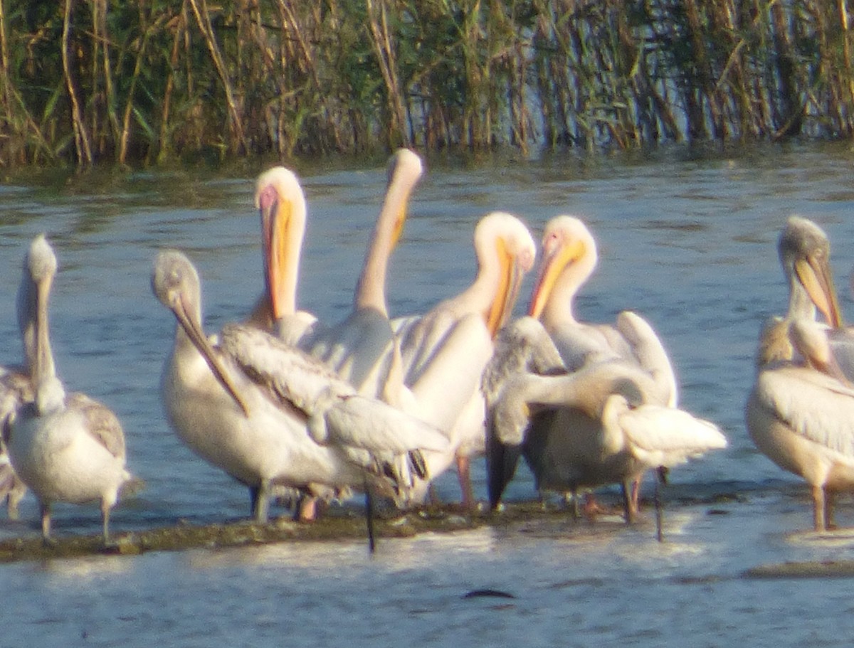Great White Pelican - ML647043074