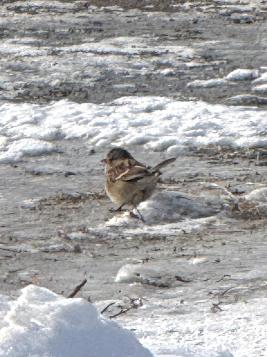 American Tree Sparrow - ML647043075