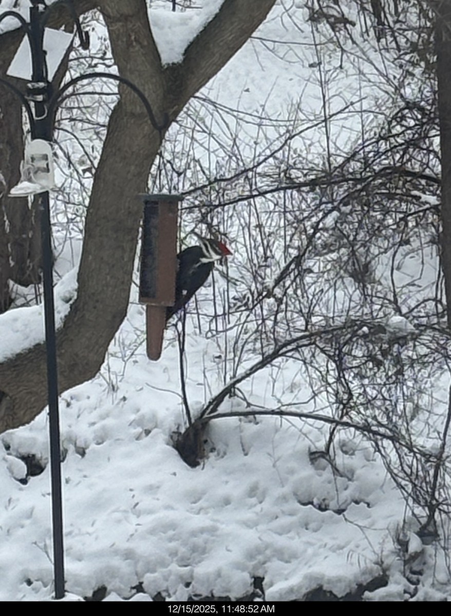 Pileated Woodpecker - ML647043076