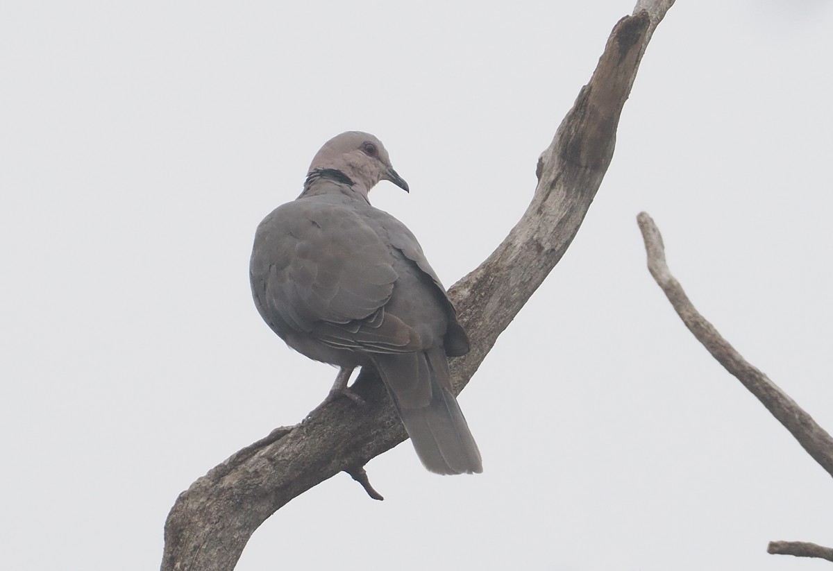 Red-eyed Dove - ML647043077