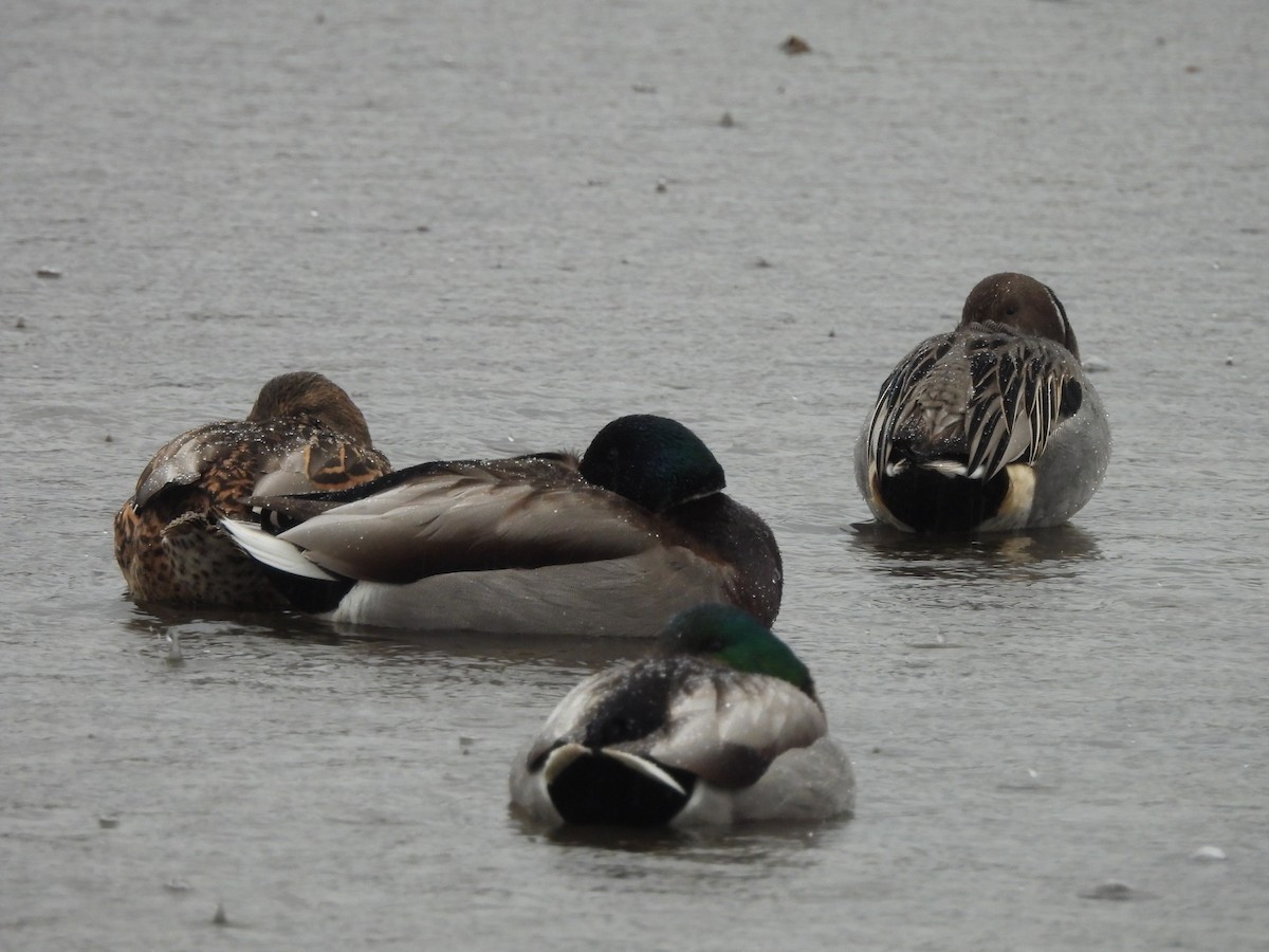 Mallard - ML647043078