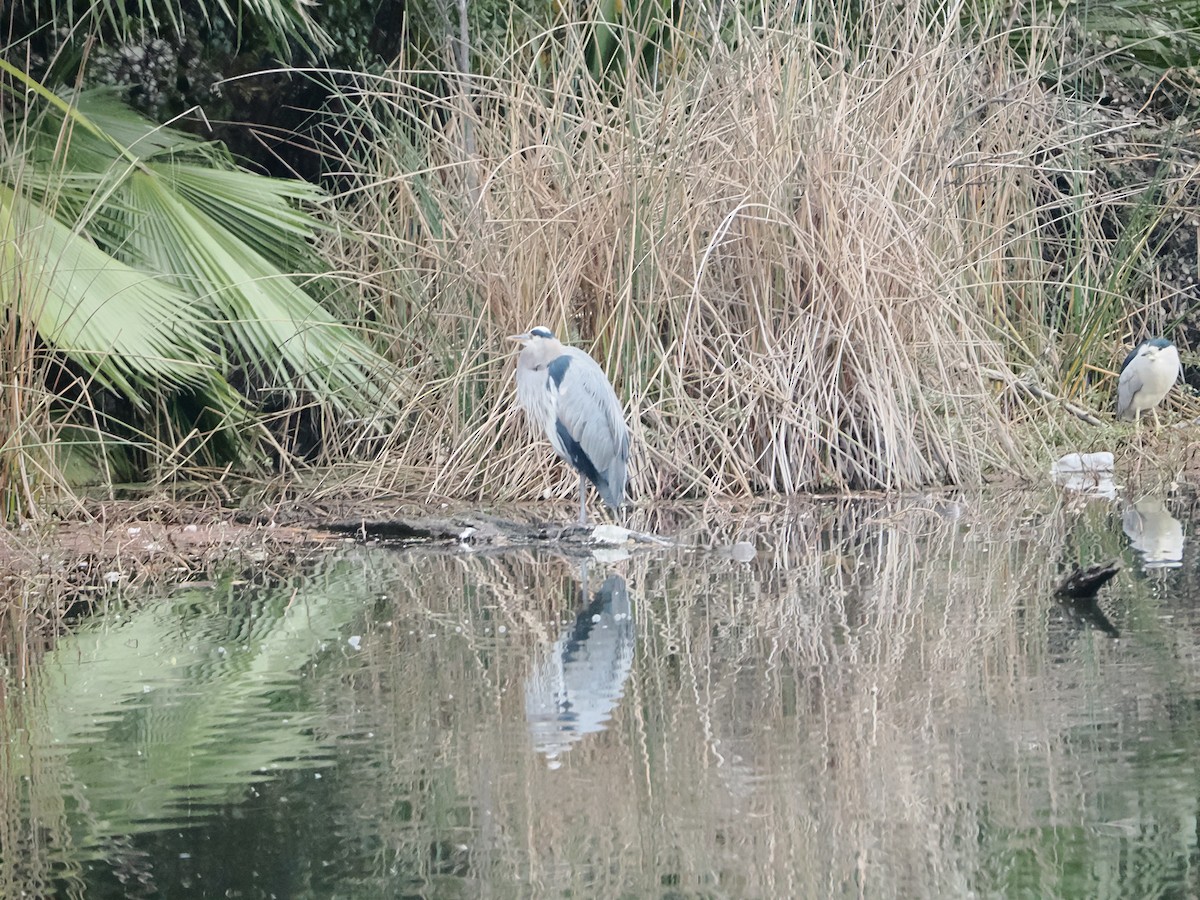 Great Blue Heron - ML647043080