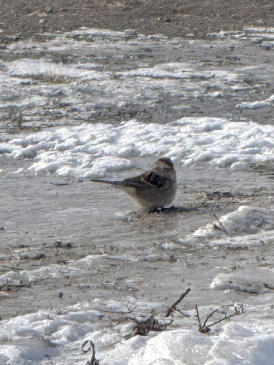 American Tree Sparrow - ML647043081