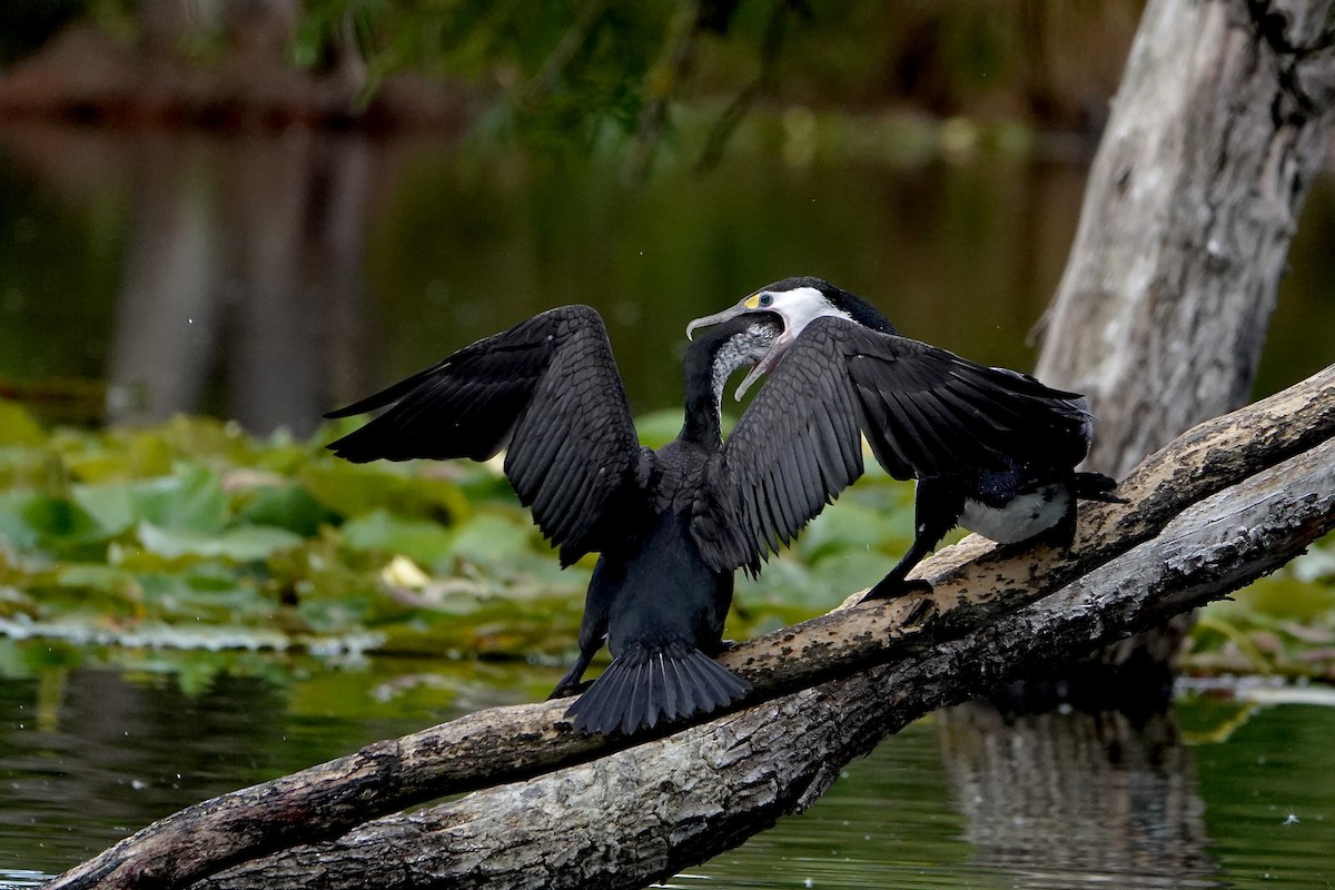 Pied Cormorant - ML647043082