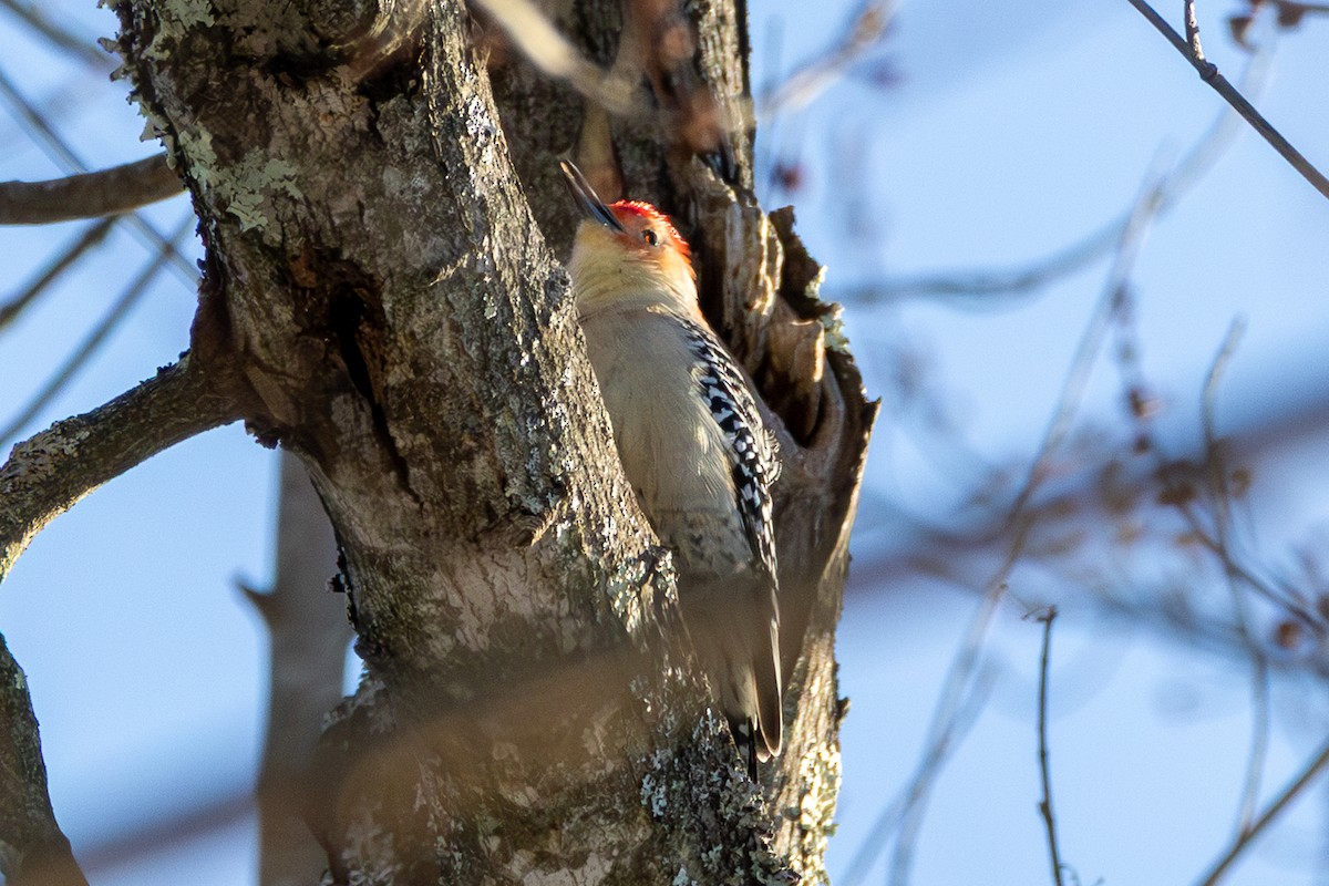 Red-bellied Woodpecker - ML647043083