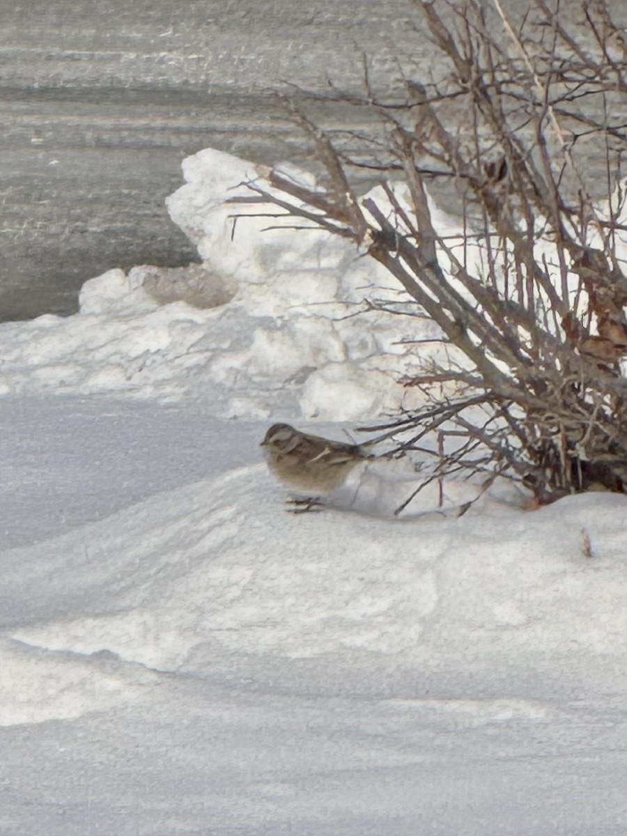 American Tree Sparrow - ML647043084