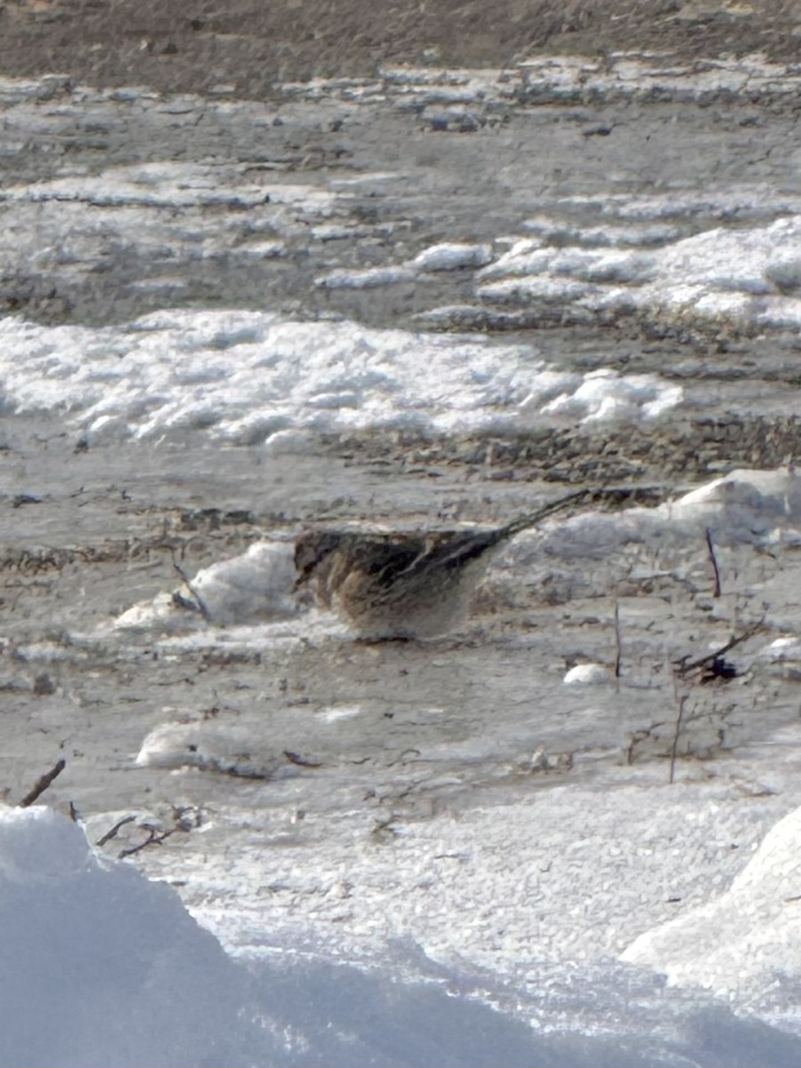 American Tree Sparrow - ML647043085
