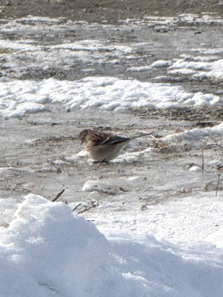 American Tree Sparrow - ML647043086